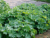 Alchemilla mollis (Lady's mantle)