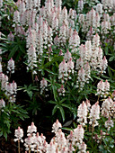 Tiarella 'Spring Symphony' (Schaumblüte)