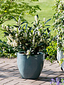 Prunus Laurocerasus 'Otto Luyken' (dwarf cherry laurel) in a blue tub