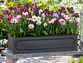 Tulipa 'Wirosa' (gefüllte Tulpen), Narcissus 'Salome' (Narzissen), Erysimum