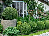 Buxus (Box balls) in the bed and stone trough
