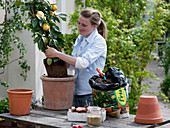 Planting a lemon in a terracotta pot (2/3)
