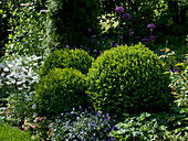 Buxus (boxwood balls), Anemone sylvestris (wood anemone), Viola cornuta