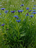 Centaurea montana (Bergflockenblume)