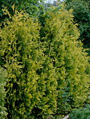 Thuja occidentalis 'Sunkist' (Tree of life), still untrimmed hedge
