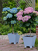 Hydrangea macrophylla (Hortensien), Stämmchen