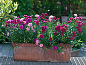 Dianthus chinensis (Carnations) in a terracotta box