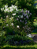 Syringa vulgaris 'Mont Blanc' 'Katharina Havemayer' (lilac)