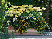 Osteospermum Springstar 'Big Yellow' (Cape Basket), Lantana Suntana