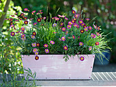 Argyranthemum 'Meteor Red' (Rote Margerite) mit Poa (Wiesen - Gras)