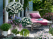 Wooden terrace with Argyranthemum 'Stella 2000'