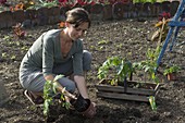 Frau pflanzt Tomaten im Gemüsegarten