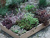 Holzkasten bepflanzt mit Sempervivum 'Blood Tip' und arachnoideum