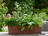 Herbs with herbs for frankfurter green sauce
