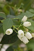 Vaccinium corymbosum 'Legacy' (Heidelbeere), Blüten