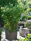 Pelargonium tomentosum (Duftgeranie) mit Pfefferminzduft