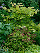 Acer japonicum 'Aureum' (Golden Maple), Spiraea 'Golden Princess'