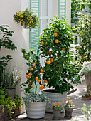 Citrus sinensis (Orange), Citrus myrtifolia (Bitter Mandarine), Helichrysum
