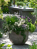 Herb pot with Allium schoenoprasum, Salvia 'Tricolor'