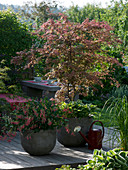 Shaded terrace with Acer palmatum 'Atropurpureum'
