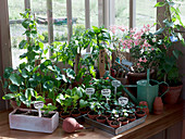 Jungpflanzen von Sommerblumen, Kletterpflanzen und Gemüse im Teehaus