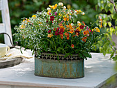 Nemesia Sunsatia 'Carambola' yellow, 'Maranon' orange, 'Tamarillo' red