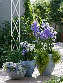 Terrace with bellflowers