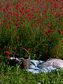 Picknick am Mohnblumenfeld