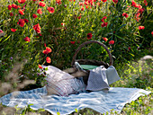 Picnic by the poppy field