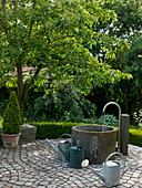 Buxus (box) in tubs and as a hedge and Prunus (cherry tree)