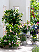 Trachelospermum asiaticum (Star Jasmine), Pelargonium 'Sweet Mimosa'