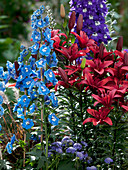 Delphinium elatum Magic Fountain (Delphinium)