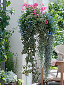 Basket as hanging basket with Plectranthus (Incense), Pelargonium peltatum