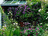 Überdachte Terrasse mit violetter Kletterrose
