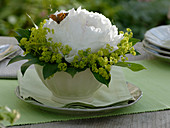 Paeonia 'Festiva Maxima' (Pfingstrose), einzelne Blüte, Alchemilla