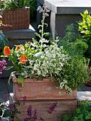 Herb box with Salvia 'Rotmühle' (sage), Thymus citriodorus