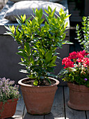 Laurus nobilis (Lorbeer), Thymus (Thymian), Pelargonium zonale