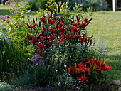 Lilium asiaticum 'Monte Negro', 'Matrix' (lilies), Veronica (speedwell)