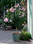 Nerium oleander (oleander) Stämmchen, Oxalis 'Pink Pillow' (klee)