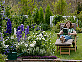 Delphinium 'Excalibur', 'Galahad', 'Jubilation' (Delphinium)