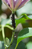 Blattläuse an Blüte von Clematis (Waldrebe)