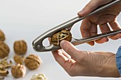 Cracking Juglans regia (walnut) with nutcracker