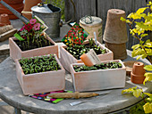 Summer flowers sowing