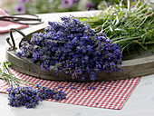 Frisch geernteter Lavandula (Lavendel) auf Holztablett