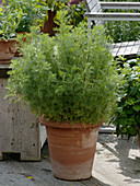 Artemisia abrotanum (Eberraute)
