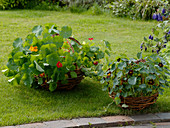 Tropaeolum mix and 'Black Velvet' (Nasturtium)