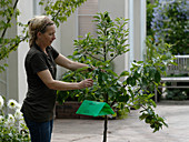 Frau hängt Obstmadenfalle an Malus (Apfelbaum)
