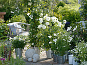 weiße Terrasse : Lilium longiflorum 'Gelria' (Trompetenlilien), Solanum