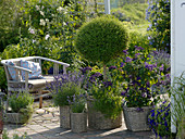 Terrace with blue-flowering aromatic plants