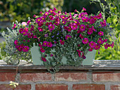 Petunia x calibrachoa Supercal 'Neon Rose' (magic bells), helichrysum